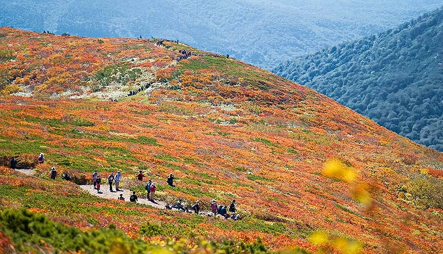 宮城秋田岩手交界的栗駒山,山坡一片紅黃相間的高山紅葉,登山客沿步道健行賞景