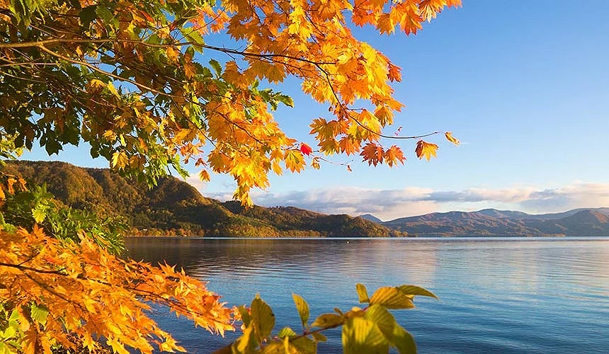 北海道洞爺湖秋季紅葉,金黃色楓葉映襯湛藍湖水與遠方山巒,景色寧靜優美
