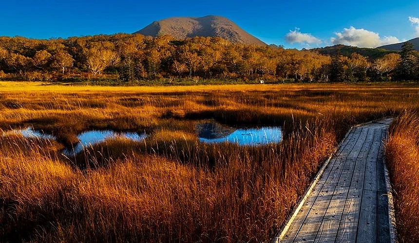 北海道神仙沼秋季景色,濕原染上金黃色彩,木棧道通往湖畔,遠方群山映襯寧靜之美