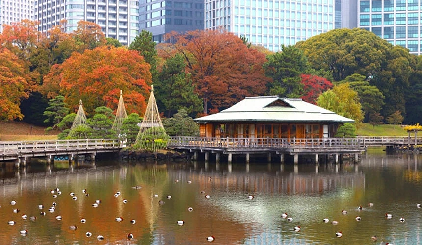 池塘畔的日式木造屋與紅葉楓樹,湖面上有許多水鳥悠游
