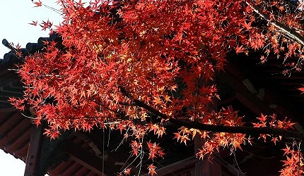 東京上野恩賜公園紅葉楓樹枝葉在陽光下鮮紅欲滴,背景隱約可見寺廟屋簷