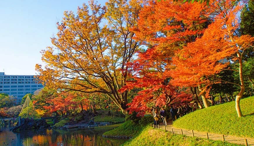 東京小石川後樂園湖畔,楓葉正轉紅與橙黃,樹下有許多遊客沿著小徑漫步賞楓