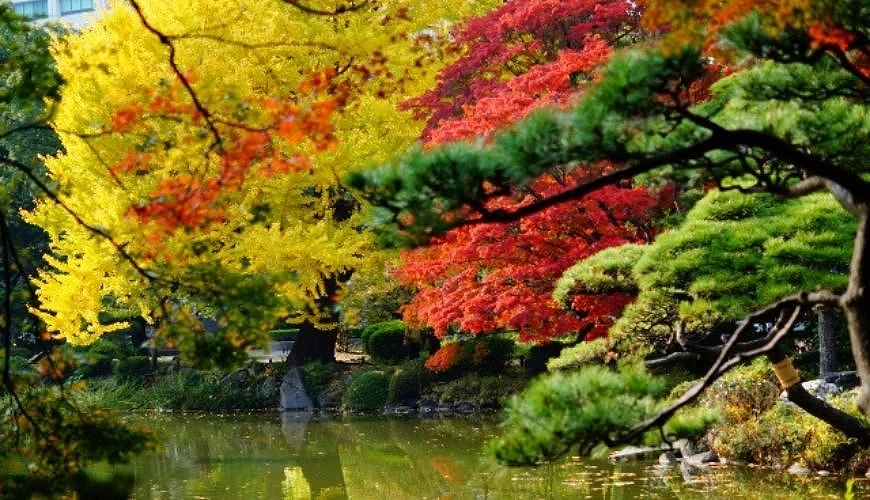 金黃紅色綠色的樹木,下面是池塘