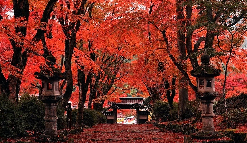 石燈籠佇立於楓紅林道兩側,盡頭可見傳統日式屋門