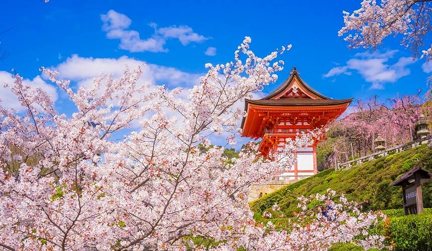 春天的清水寺有著春暖氣西