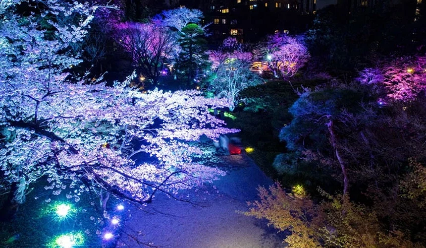 八芳園櫻花盛開夜晚夜間點燈