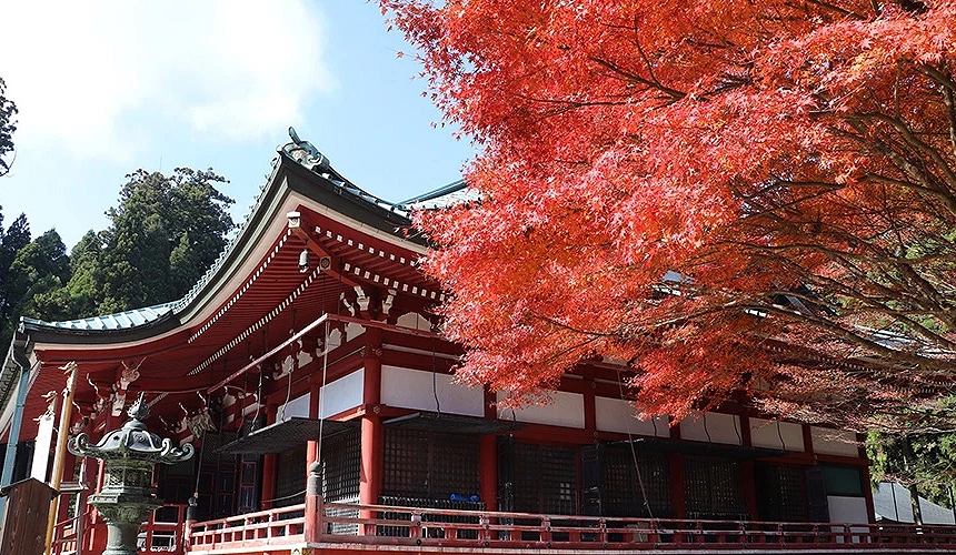 延曆寺主殿外觀為紅白建築,楓樹枝葉轉紅