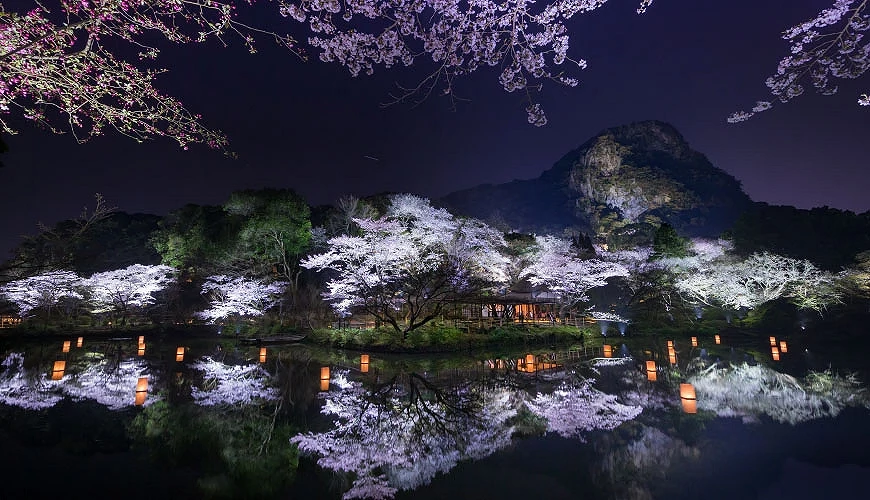 夜櫻