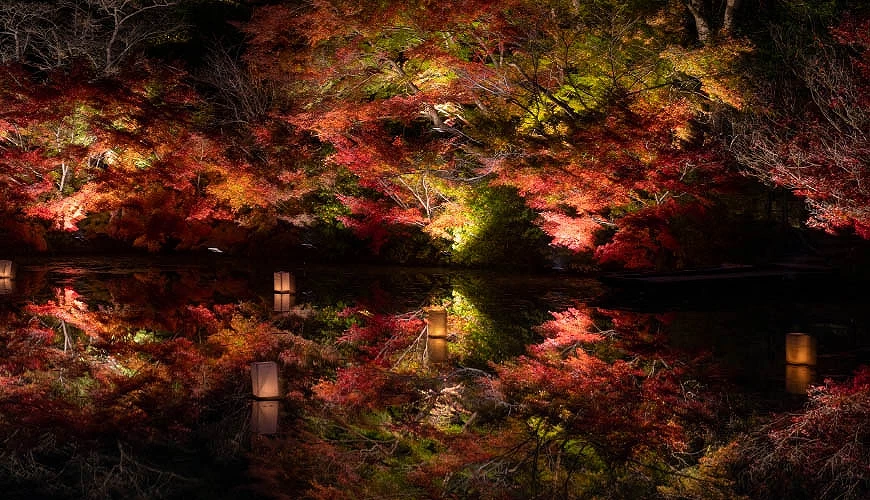 夜楓