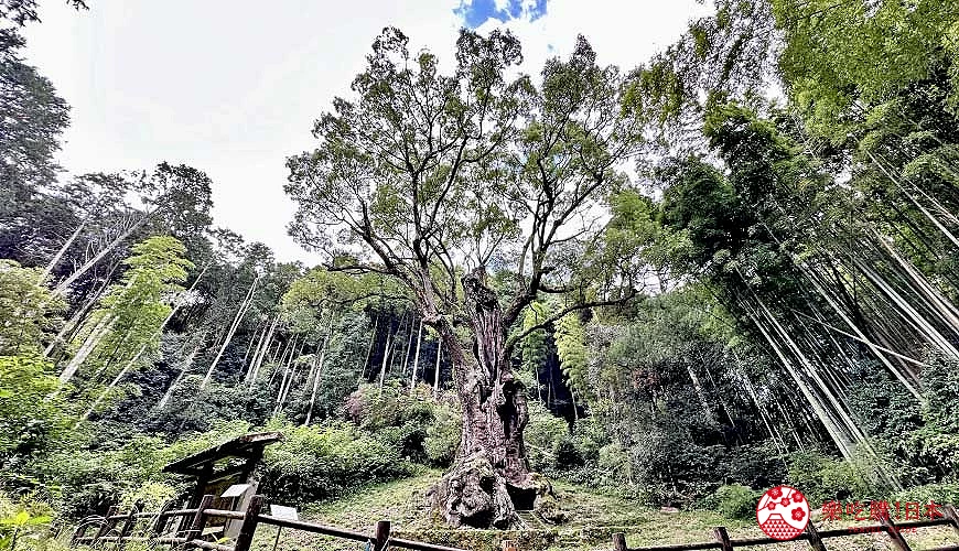 武雄神社內樹齡3,000年的楠木神木