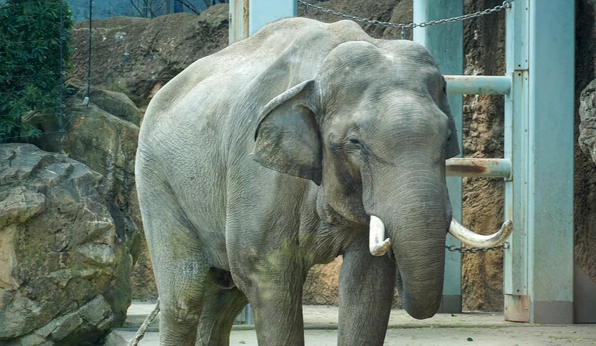 東京上野動物園完整攻略明星動物大象棲息之森的亞洲象