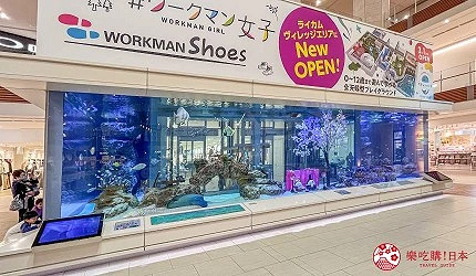有多種魚類悠游的大型水槽