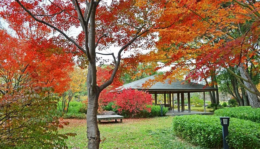 秋天的藤田邸跡公園內部,周圍的綠色植物羹加襯托紅葉