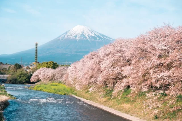 富士山櫻花景點7選：河口湖賞櫻必去！新倉山淺間神社、靜岡4月滿開