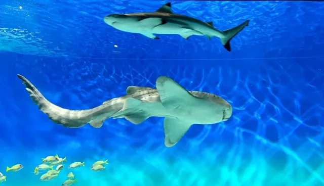 茨城「大洗水族館」交通、門票、海豚表演攻略！鯊魚飼育種類日本排名第一
