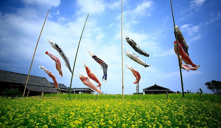黃花田中豎立多支飄揚鯉魚旗
