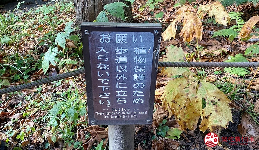 奧入瀬溪流