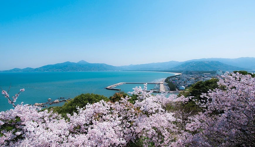櫻花季從唐津城眺望到的風景