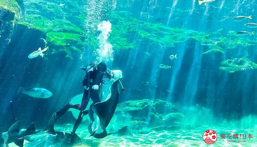 「九十九島水族館海閃閃」工作人員正潛入大水族箱中餵魚