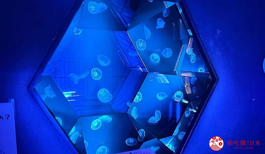 水族館中有相當多的珍稀水母