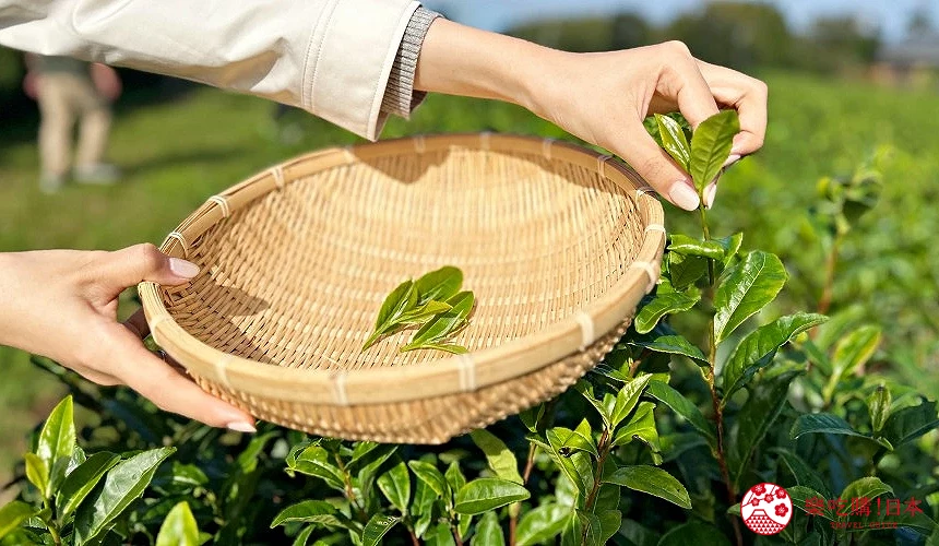 春夏之際有機會體驗採茶與揉茶