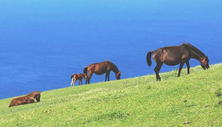 國家天然紀念物的日本原生馬種「御崎馬」
