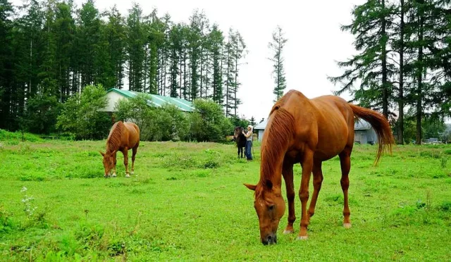 北海道夏天自駕遊景點：帶廣、十勝4天3夜行程這樣排！ 的縮圖