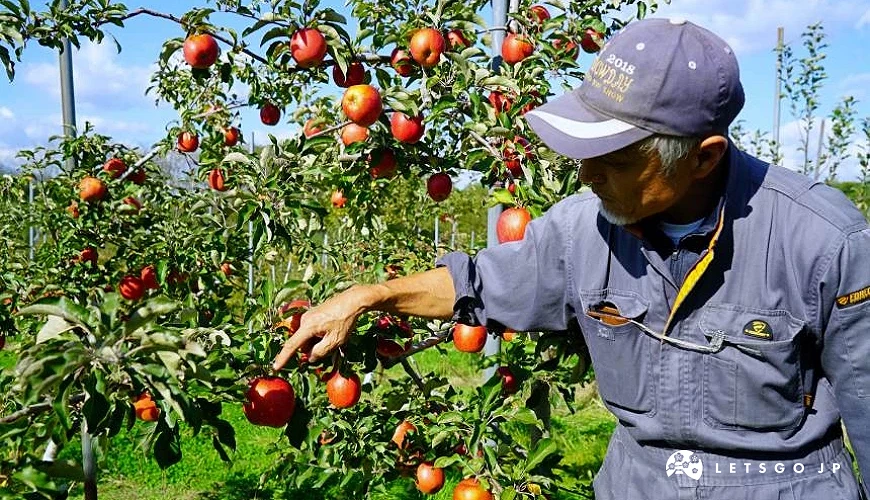 日本青森的津輕夢蘋果農場裡一位男性員工站在蘋果樹前講解