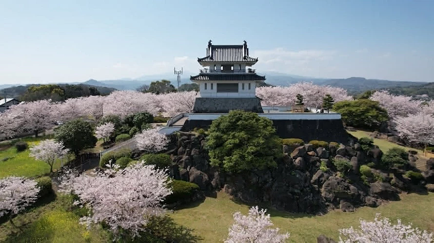 竹崎城址展望台公園周圍開滿櫻花