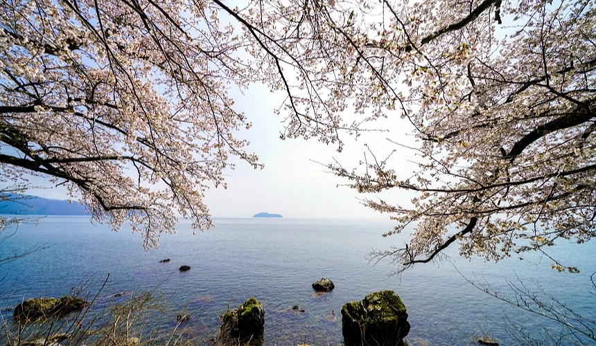 滋賀高島市海津大崎櫻花