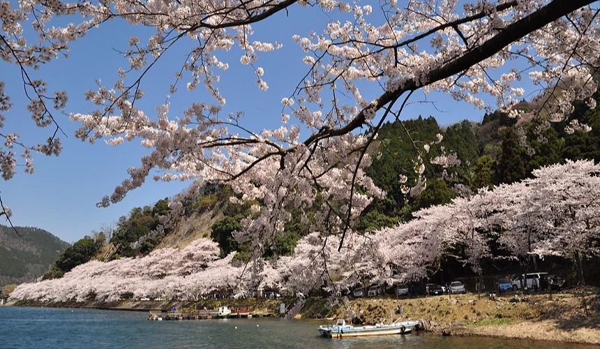 滋賀高島市賞櫻景點海津大崎