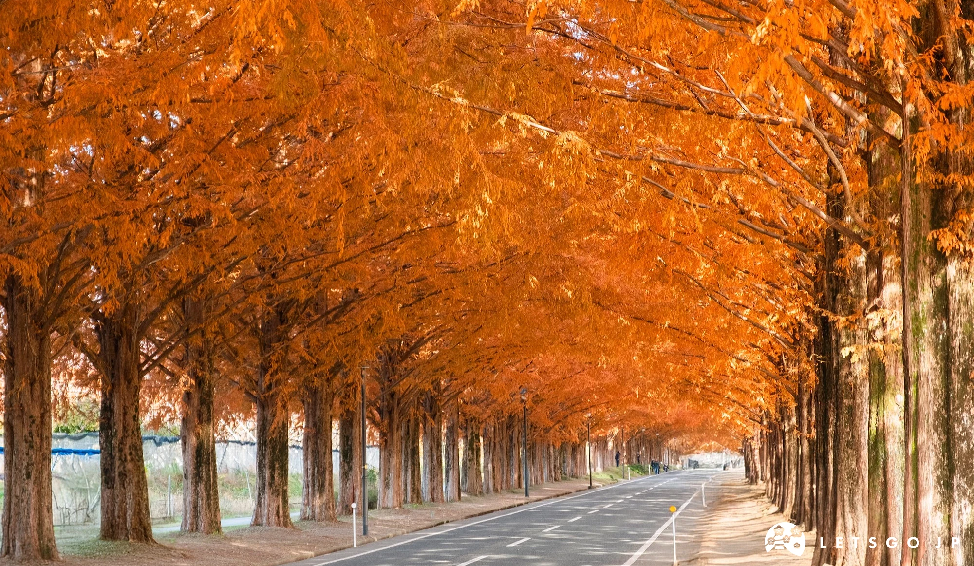 兩排橘紅的水杉林蔭大道