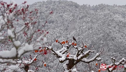日本關西京都雪景景點推介推薦日本冬天景點冬季必去京都下雪點燈打卡金閣寺清水寺貴船神社寶泉院三千院實光院上賀茂神社東福寺嵐山妙滿寺雪之庭介紹文章雪化妝雪化粧的白銀世界圖