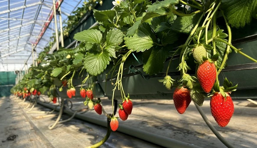 溫室草莓園