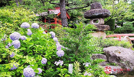 京王電鐵京王線一日券推薦景點高幡不動金剛寺是賞紫陽花名所