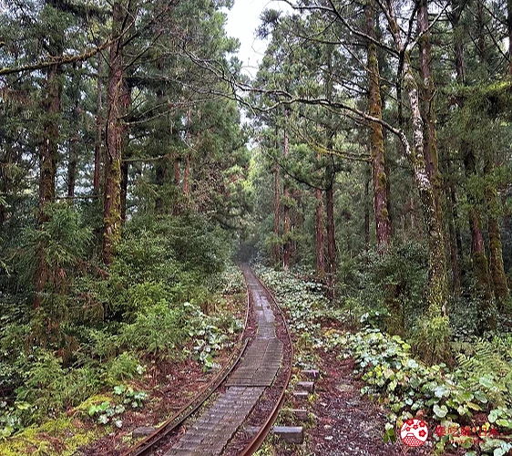 繩文杉登山步道