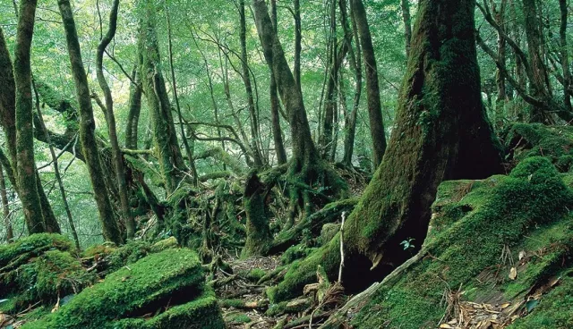 號稱「海上阿爾卑斯山」絕美離島「屋久島」：《魔法公主》靈感來源、世界自然遺產神樹繩文杉