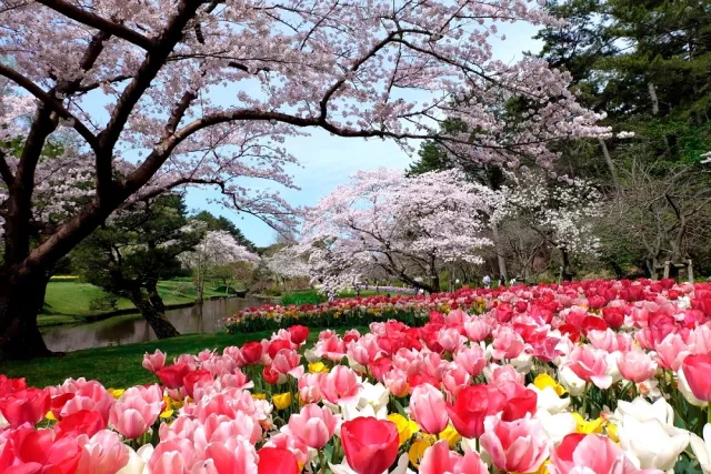 濱松花卉公園交通、門票、花期一次看！靜岡「花之街道」櫻花時間在4月