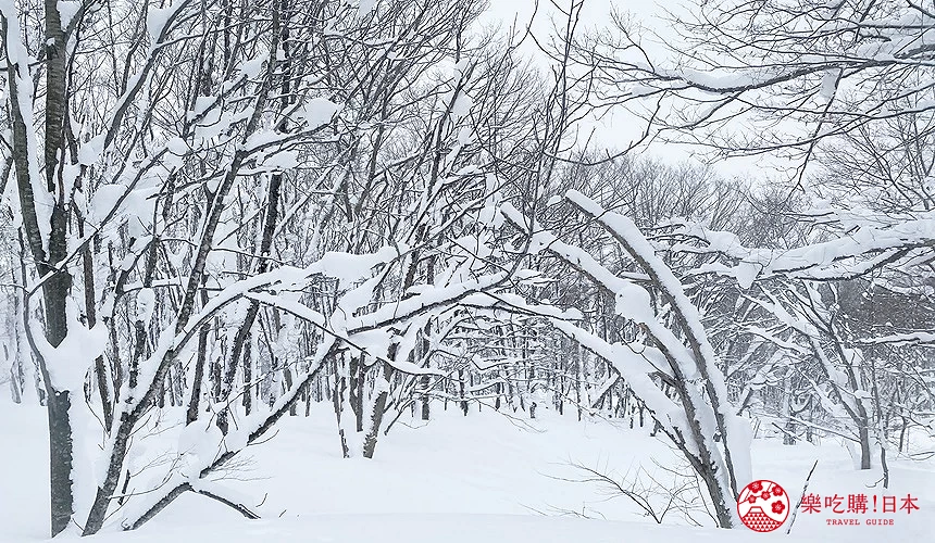 近距離欣賞被白雪覆蓋的樹林