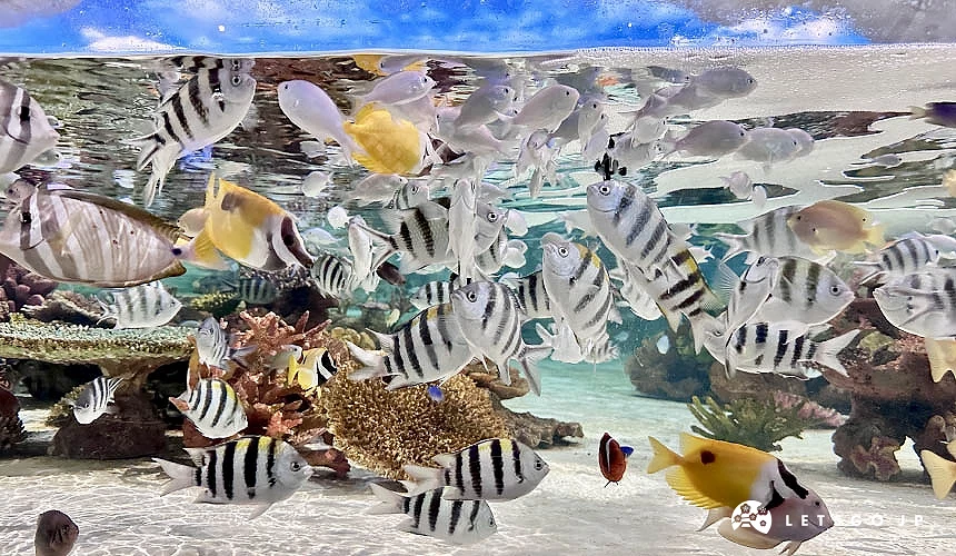 一個水族魚缸裡有馬夫魚、條紋豆娘魚等色彩繽紛的魚群
