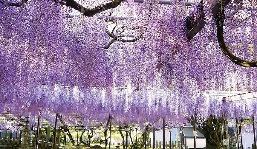 八女黑木大藤節期間,素盞嗚神社參道上方的紫藤花棚盛開,紫色花串垂落於神社階梯與社殿前