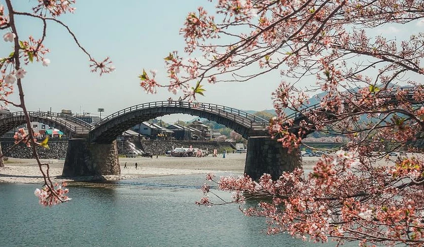 以櫻花枝葉取景的岩國錦帶橋春日風景,拱橋倒映河面
