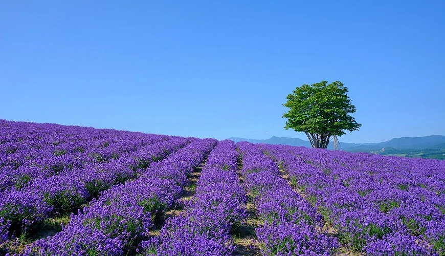 晴空萬里下的北海道夏季薰衣草花田