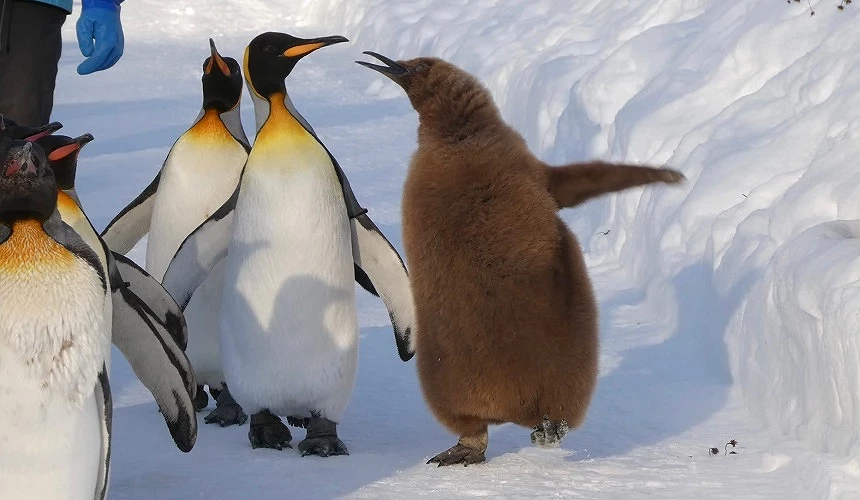 旭山動物園冬季企鵝散步現場,企鵝在雪地中排隊行進