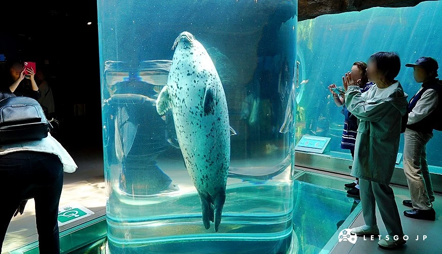 海豹游經透明隧道的瞬間