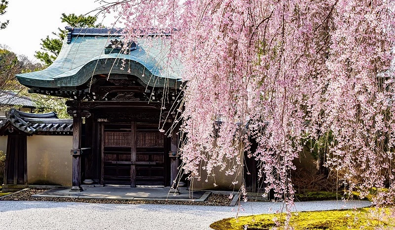 鷲峰山高台寺與右側的垂櫻