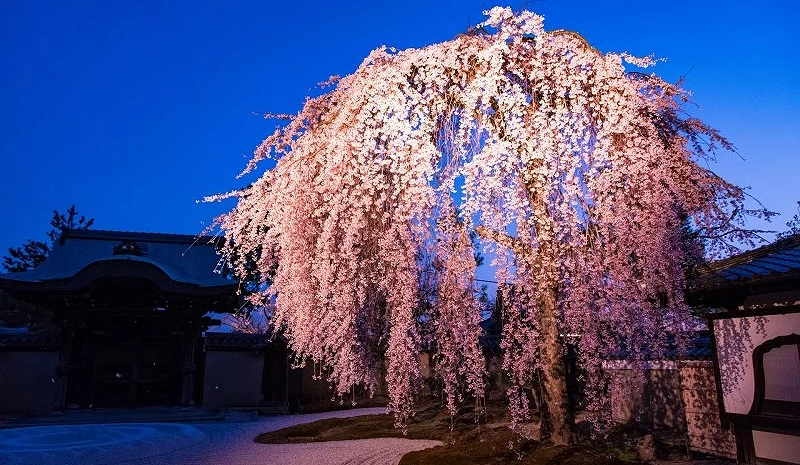 鷲峰山高台寺夜晚燈光下的櫻花