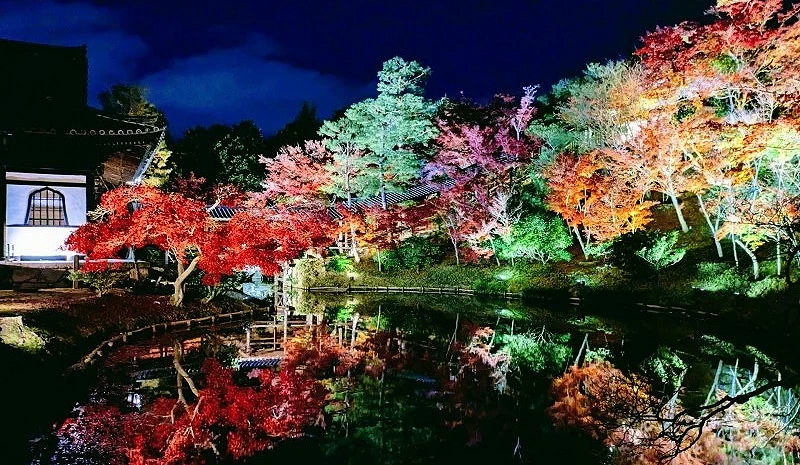 鷲峰山高台寺夜間被不同顏色燈光照亮的楓樹