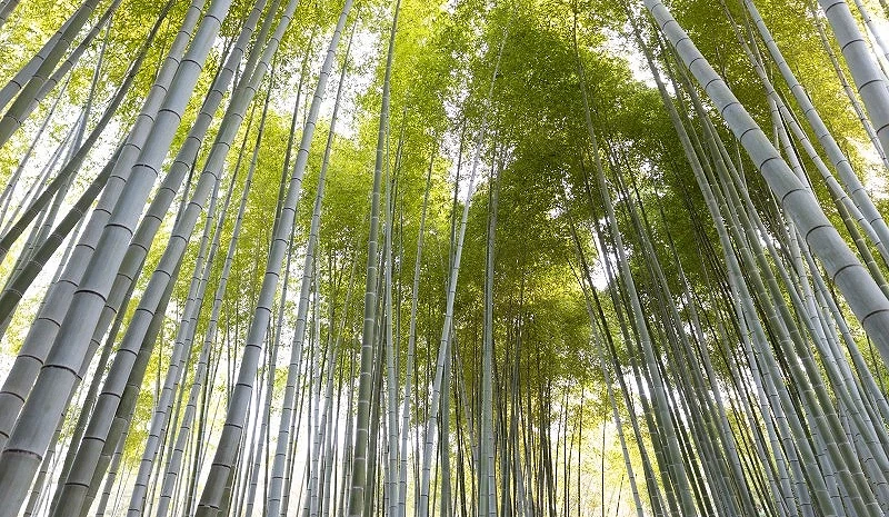 俯瞰視角的白天竹林