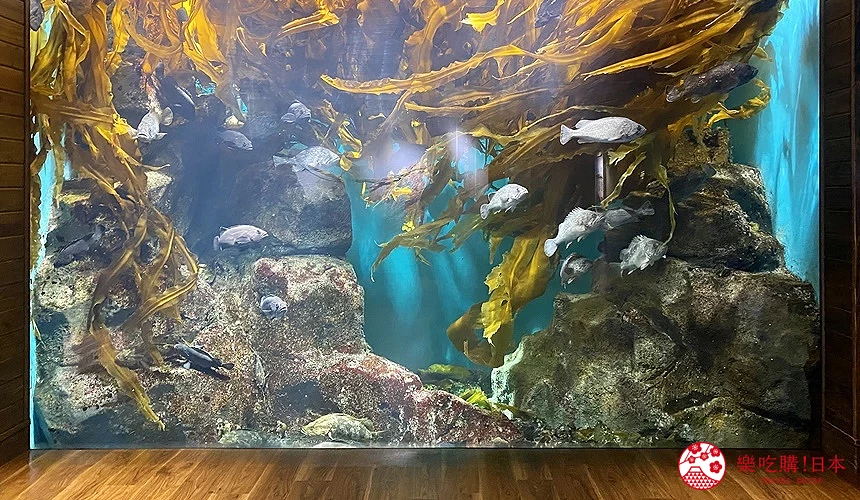 「繽紛‧海藻之海」的展覽水槽